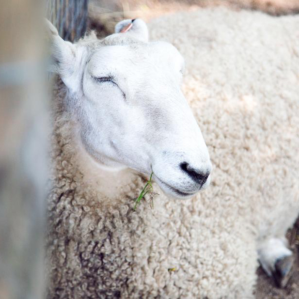 Schaf, Wolle, Naturprodukte, Loden aus Österreich